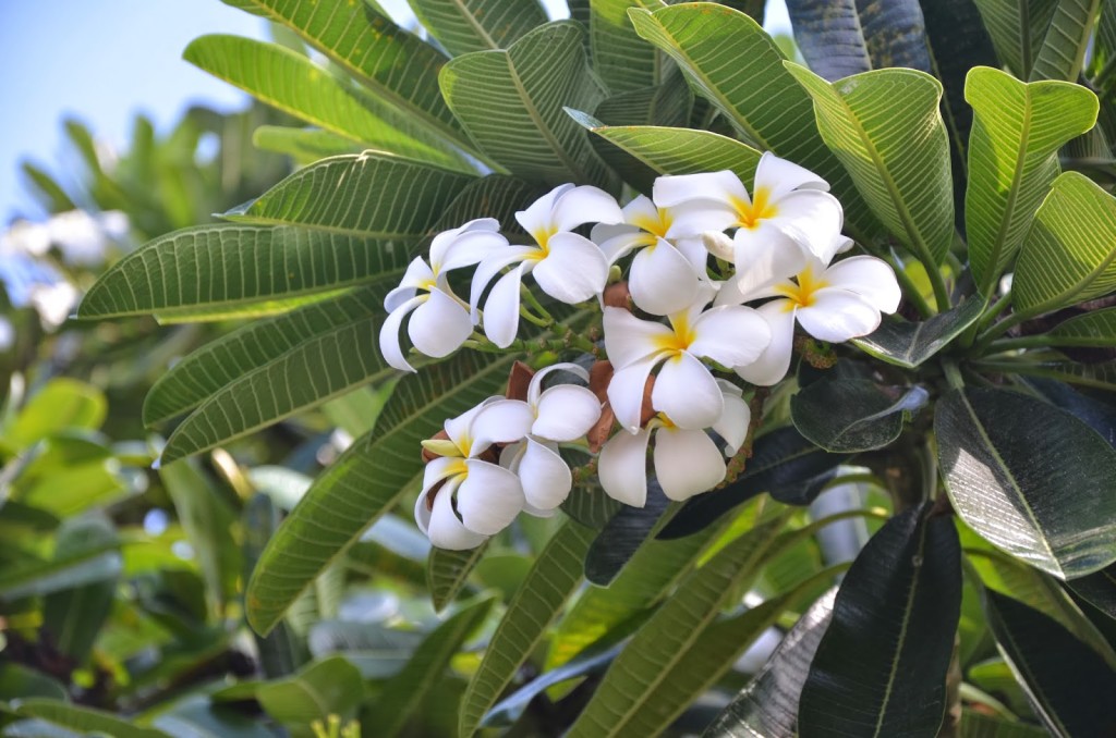 plumeria flower kona hi