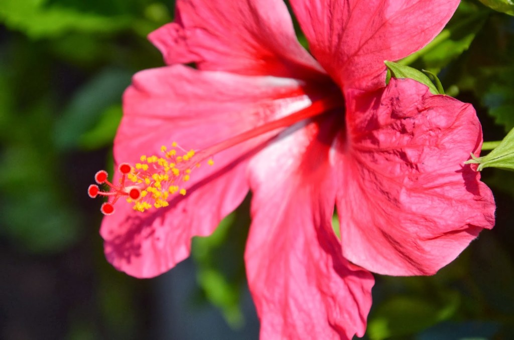 hibiscus flower kona hi